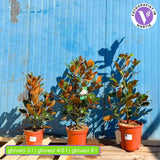 Örökzöld magnólia Little Gem (Magnolia grandiflora), illatos fehér virágok, kompakt növekedés, fényes lomb