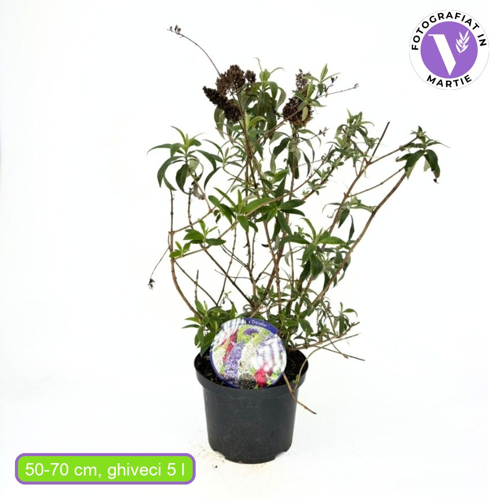 Háromszínű nyári orgona (Buddleja), illatos virágokkal három színben – fehér, rózsaszín és lila, lepkéket vonzó növény, cserépbe vagy kertbe is ültethető