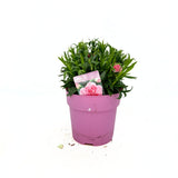 Illatos szegfű Dianthus Oscar Pink, rózsaszín évelő, 15–20 cm, napfénykedvelő, fagytűrő