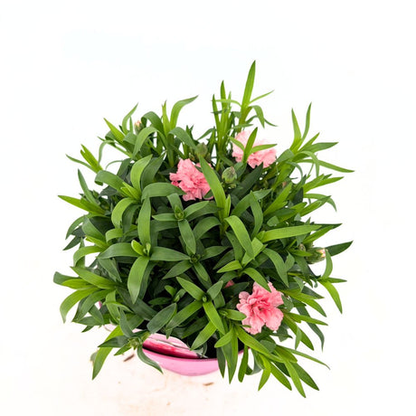 Illatos szegfű Dianthus Oscar Pink, rózsaszín évelő, 15–20 cm, napfénykedvelő, fagytűrő