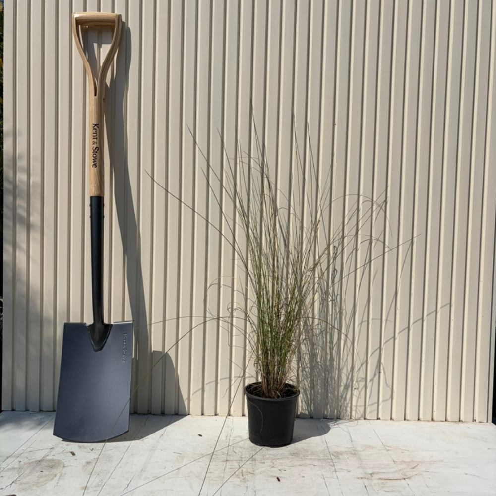 Rózsaszín díszfű Texas (Muhlenbergia capillaris), évelő díszfű látványos, rózsaszín virágfelhővel, jól tűri a szárazságot