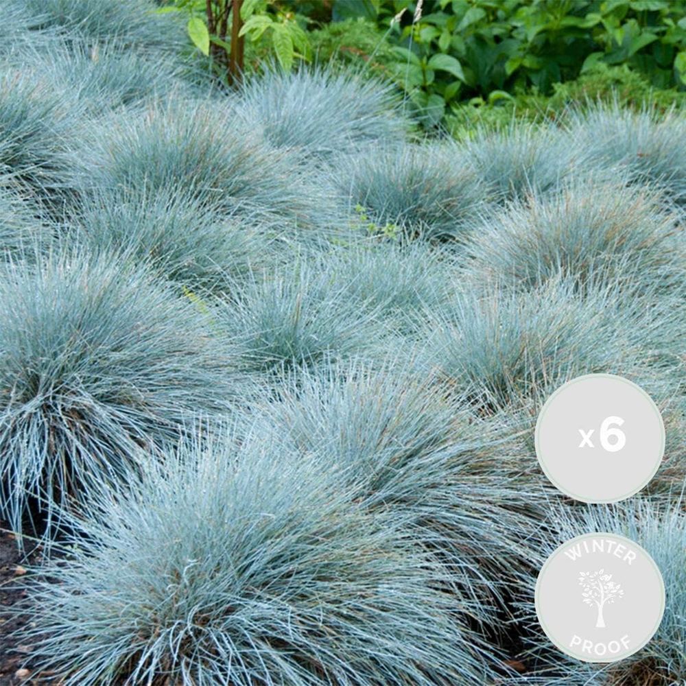 Csenkesz 'Compacta Blue' – kék-ezüst levelű kompakt díszfű