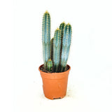 Kék fáklyakaktusz Pilosocereus azureus 'Blue Torch' – ritka oszlopos díszkaktusz fehér virágokkal