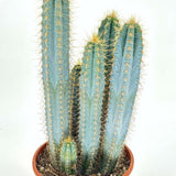 Kék fáklyakaktusz Pilosocereus azureus 'Blue Torch' – ritka oszlopos díszkaktusz fehér virágokkal