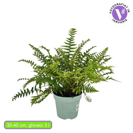 Arany pikkelypáfrány (Dryopteris affinis), dekoratív örökzöld páfrány árnyékba és félárnyékba, hidegtűrő és csigáknak ellenálló