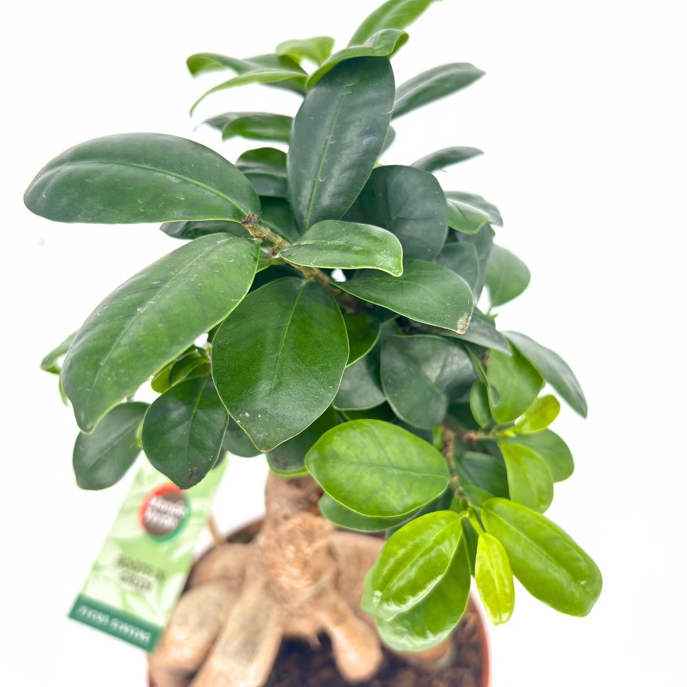 Ficus Bonsai Ginseng – vastag gyökerű egzotikus szobanövény, 30–35 cm