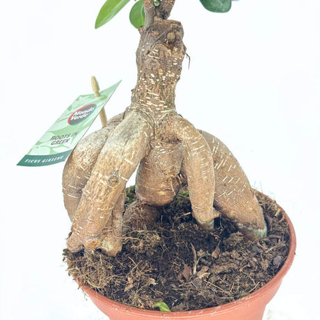 Ficus Bonsai Ginseng – vastag gyökerű egzotikus szobanövény, 30–35 cm