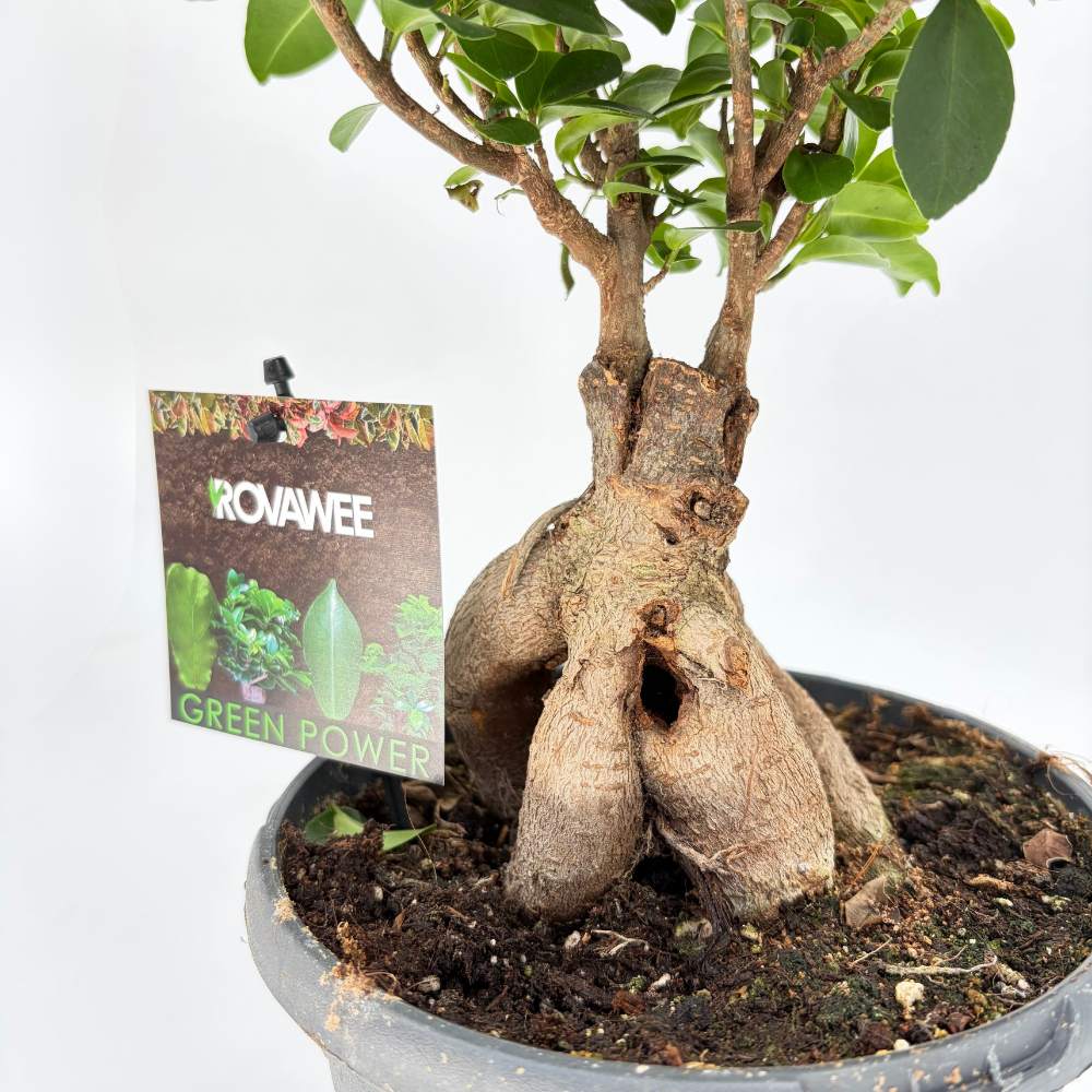 Ficus Bonsai Ginseng vastag gyökerekkel, 30–40 cm, levegőtisztító szobanövény