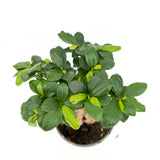 Ficus Bonsai Ginseng vastag gyökerekkel, 30–40 cm, levegőtisztító szobanövény