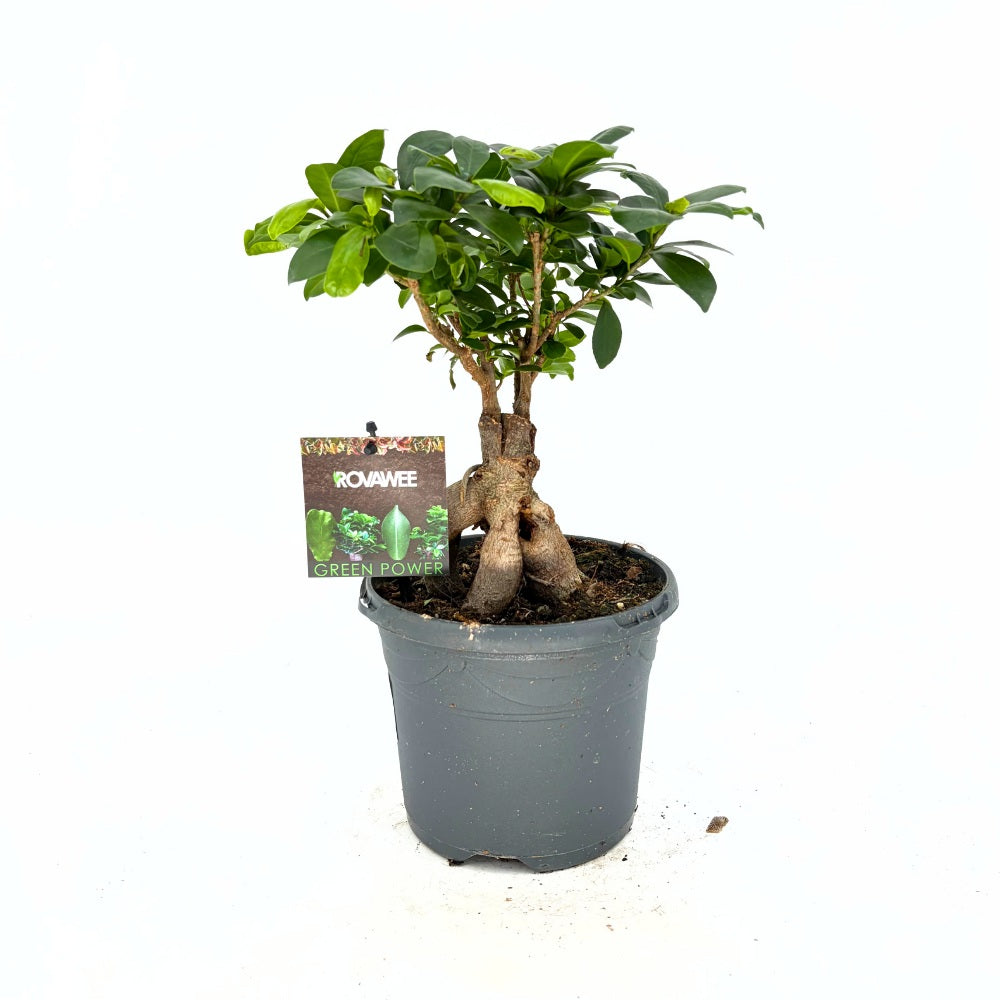 Ficus Bonsai Ginseng vastag gyökerekkel, 30–40 cm, levegőtisztító szobanövény