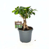 Ficus Bonsai Ginseng vastag gyökerekkel, 30–40 cm, levegőtisztító szobanövény