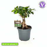 Ficus Bonsai Ginseng vastag gyökerekkel, 30–40 cm, levegőtisztító szobanövény