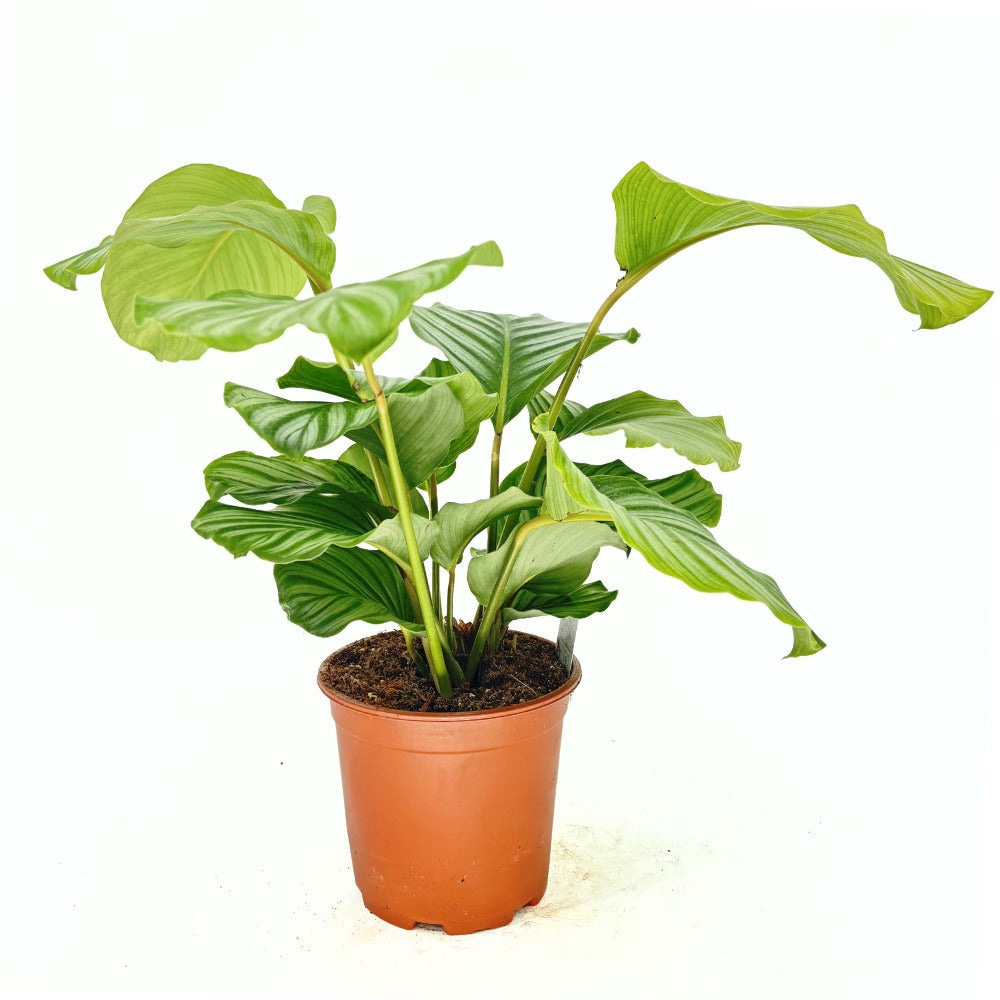 Imádságnövény Calathea Orbifolia – nagy, kerek, ezüstcsíkos levelek, látványos beltéri dísz