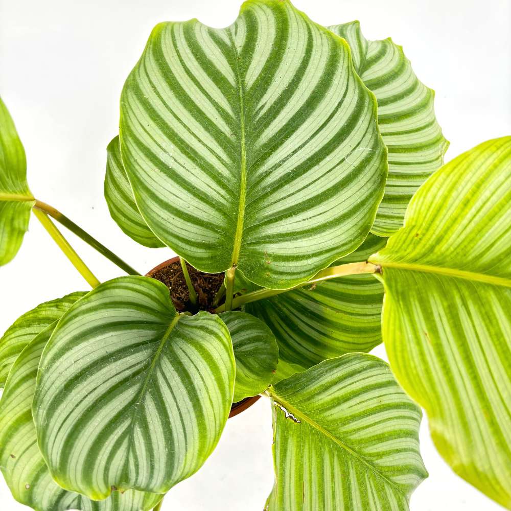 Imádságnövény Calathea Orbifolia – nagy, kerek, ezüstcsíkos levelek, látványos beltéri dísz
