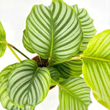 Imádságnövény Calathea Orbifolia – nagy, kerek, ezüstcsíkos levelek, látványos beltéri dísz