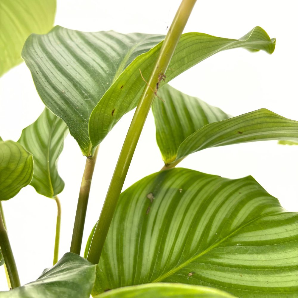 Imádságnövény Calathea Orbifolia – nagy, kerek, ezüstcsíkos levelek, látványos beltéri dísz