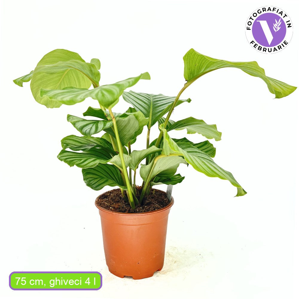 Imádságnövény Calathea Orbifolia – nagy, kerek, ezüstcsíkos levelek, látványos beltéri dísz