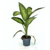 Dieffenbachia 'Tropical Snow' – hófoltos trópusi levéldísznövény, 70–80 cm