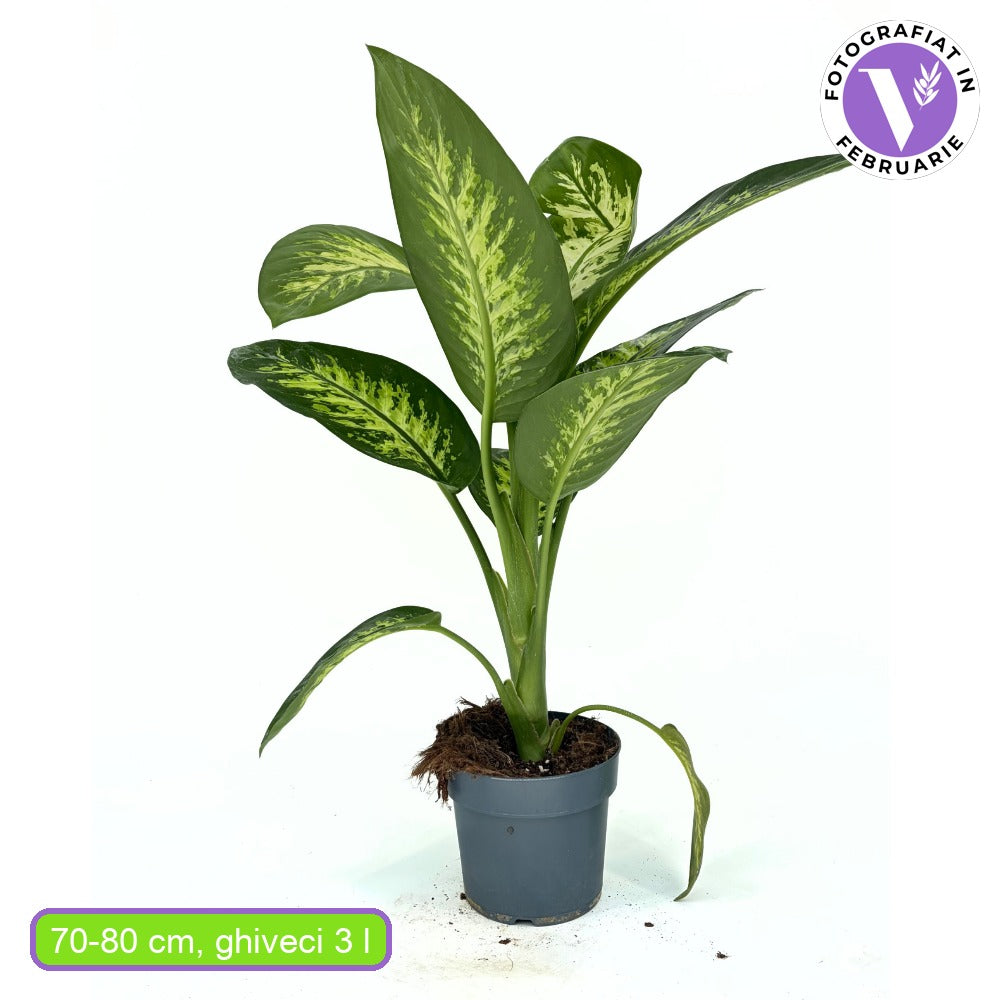Dieffenbachia 'Tropical Snow' – hófoltos trópusi levéldísznövény, 70–80 cm