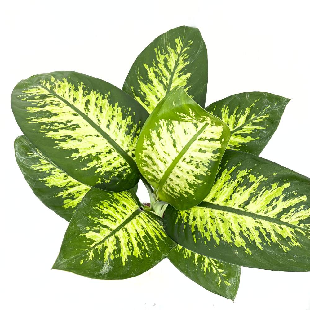 Dieffenbachia 'Tropical Snow' – hófoltos trópusi levéldísznövény, 70–80 cm