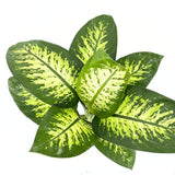 Dieffenbachia 'Tropical Snow' – hófoltos trópusi levéldísznövény, 70–80 cm