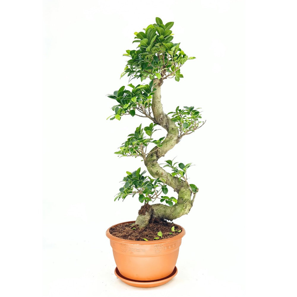 Ficus Bonsai Ginseng spirál formájú, 75 cm – egzotikus légtisztító szobanövény