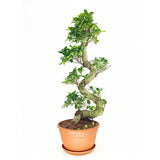 Ficus Bonsai Ginseng spirál formájú, 75 cm – egzotikus légtisztító szobanövény