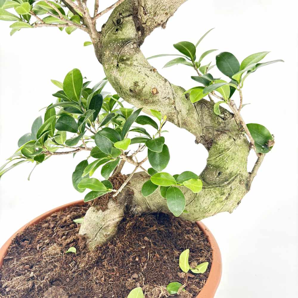 Ficus Bonsai Ginseng spirál formájú, 75 cm – egzotikus légtisztító szobanövény