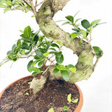 Ficus Bonsai Ginseng spirál formájú, 75 cm – egzotikus légtisztító szobanövény