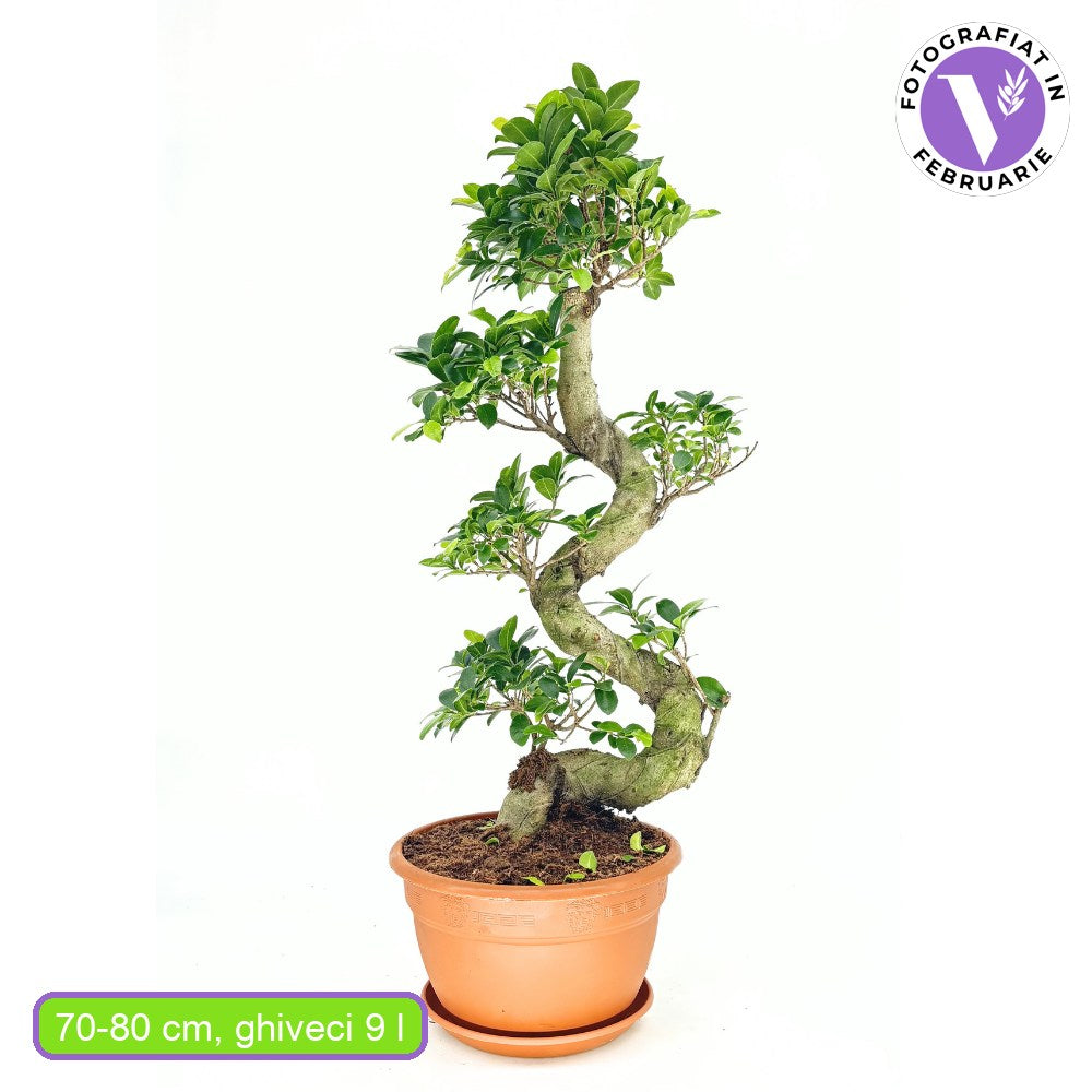 Ficus Bonsai Ginseng spirál formájú, 75 cm – egzotikus légtisztító szobanövény