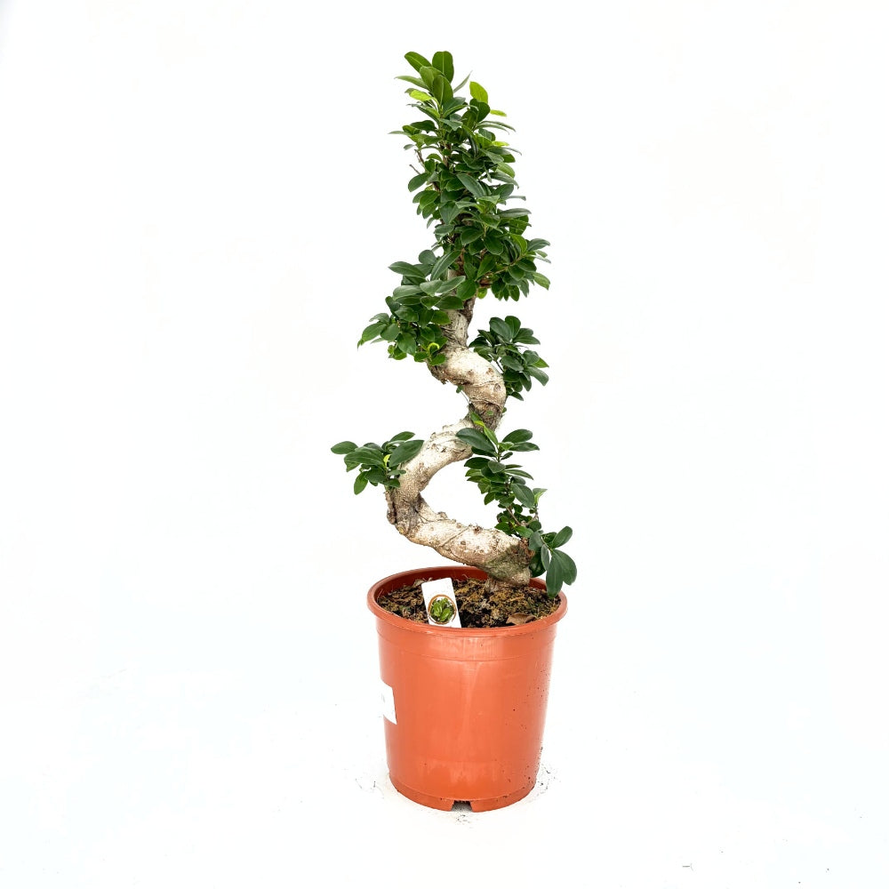 Ficus Bonsai Ginseng – spirális forma, 80 cm, légtisztító szobanövény