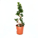 Ficus Bonsai Ginseng – spirális forma, 80 cm, légtisztító szobanövény