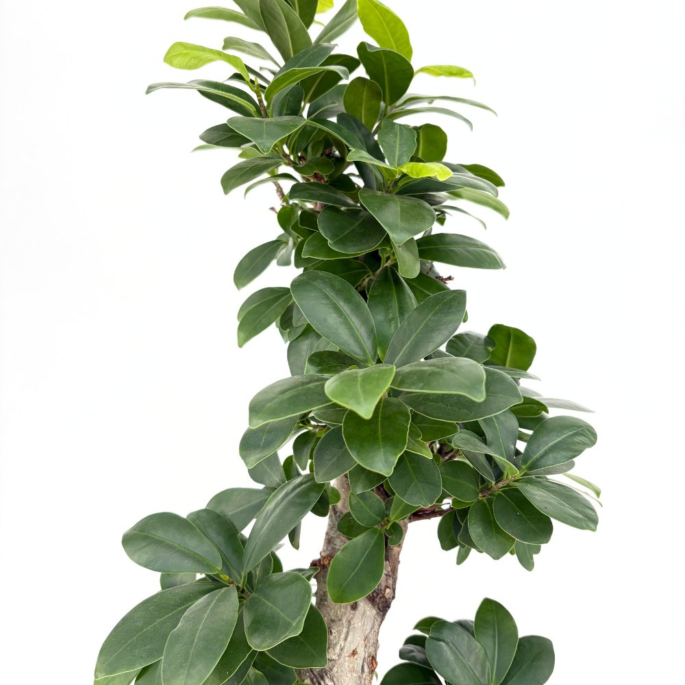 Ficus Bonsai Ginseng – spirális forma, 80 cm, légtisztító szobanövény