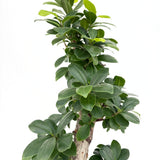 Ficus Bonsai Ginseng – spirális forma, 80 cm, légtisztító szobanövény
