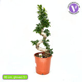 Ficus Bonsai Ginseng – spirális forma, 80 cm, légtisztító szobanövény