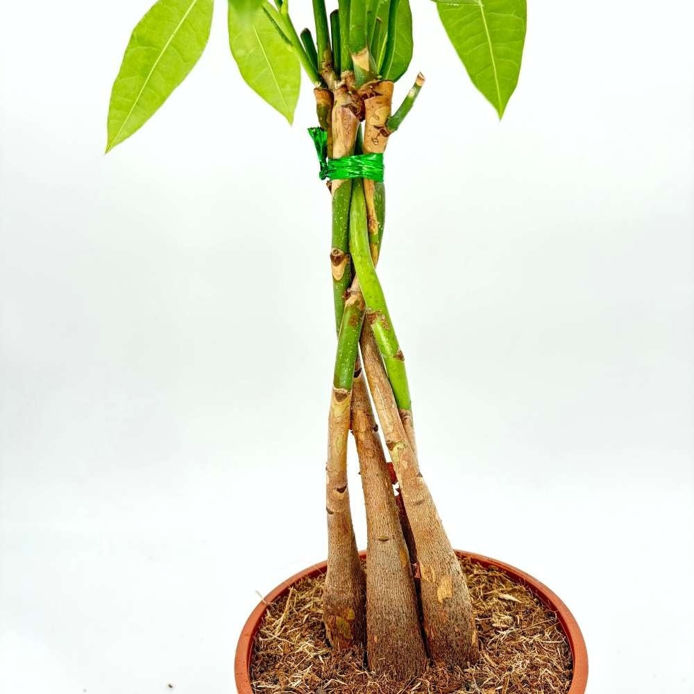 Arborele Banilor (Pachira Aquatica), cu tulpina Impletita, planta de interior norocoasa, purificatoare de aer - 100-110 cm