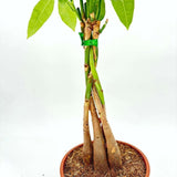 Arborele Banilor (Pachira Aquatica), cu tulpina Impletita, planta de interior norocoasa, purificatoare de aer - 100-110 cm