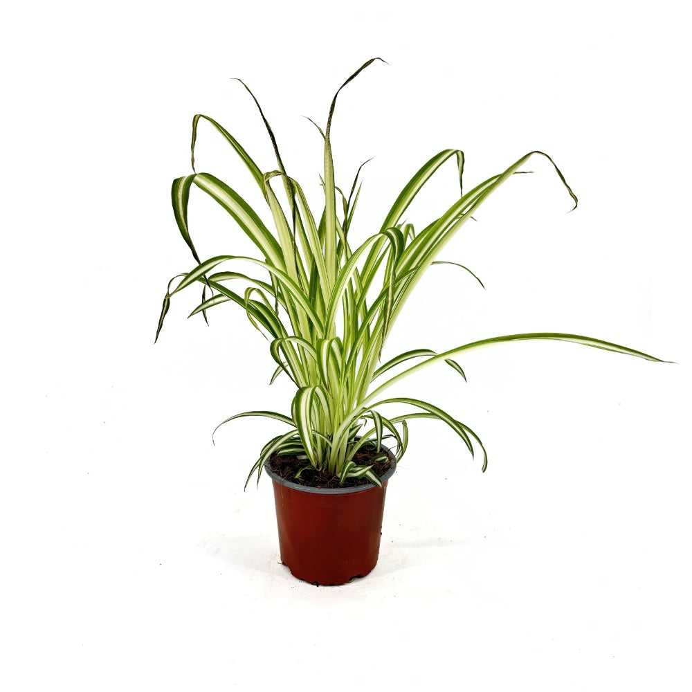 Pókfű (Chlorophytum comosum) 'Variegatum' – ívelt zöld-fehér levelű szobanövény