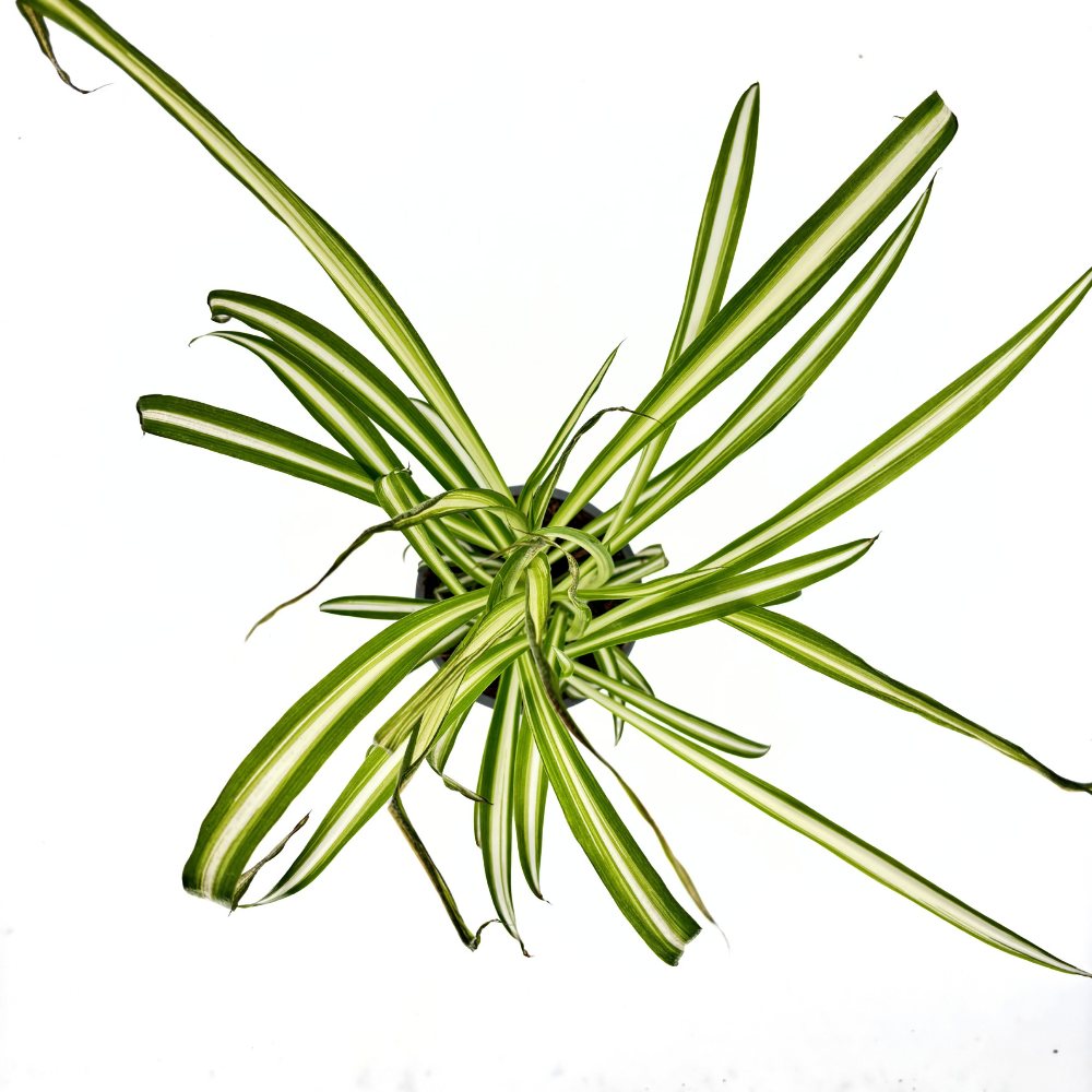 Pókfű (Chlorophytum comosum) 'Variegatum' – ívelt zöld-fehér levelű szobanövény