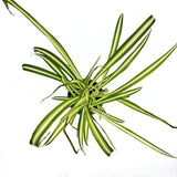 Pókfű (Chlorophytum comosum) 'Variegatum' – ívelt zöld-fehér levelű szobanövény
