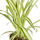 Pókfű (Chlorophytum comosum) 'Variegatum' – ívelt zöld-fehér levelű szobanövény