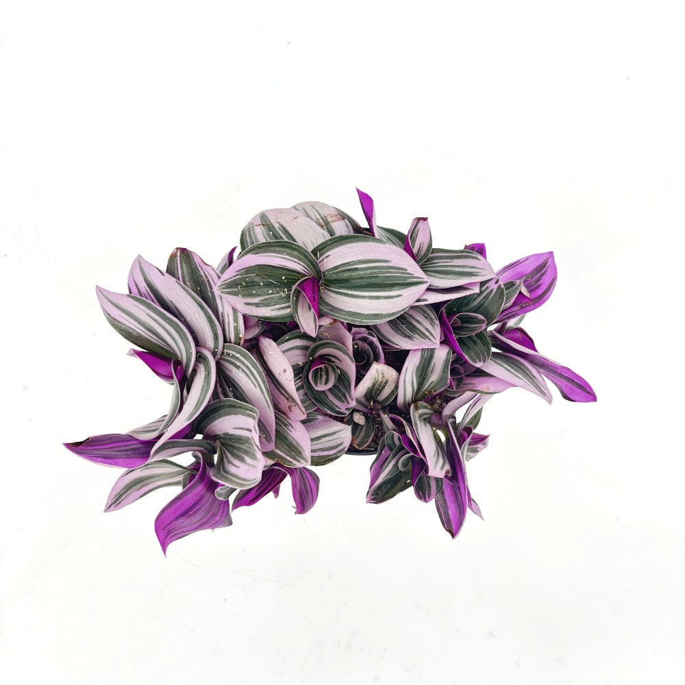 Tradescantia Albiflora 'Nanouk' – látványos rózsaszín-zöld csüngő szobanövény