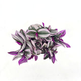Tradescantia Albiflora 'Nanouk' – látványos rózsaszín-zöld csüngő szobanövény