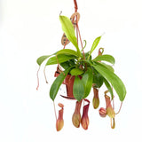 Kancsóka (Nepenthes alata) 'Monkey Jars' – egzotikus rovarevő trópusi szobanövény