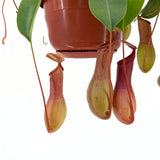 Kancsóka (Nepenthes alata) 'Monkey Jars' – egzotikus rovarevő trópusi szobanövény