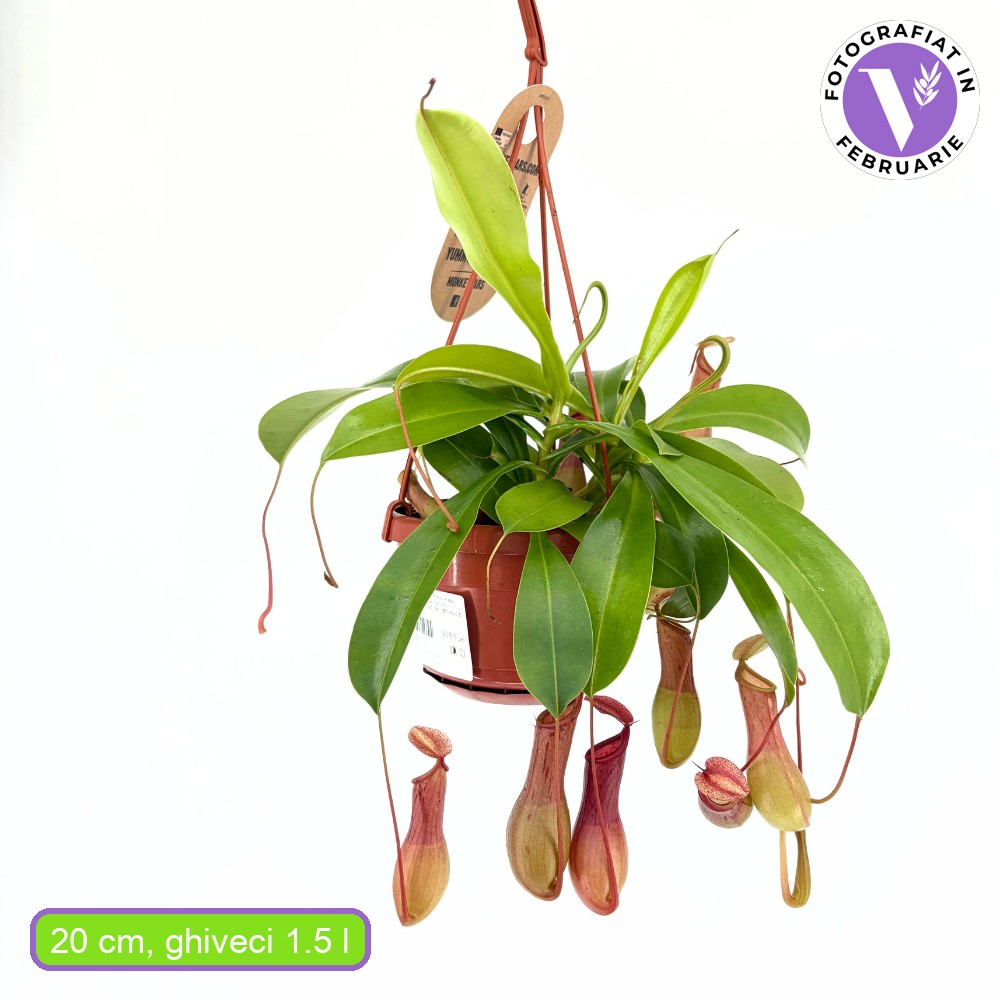 Kancsóka (Nepenthes alata) 'Monkey Jars' – egzotikus rovarevő trópusi szobanövény