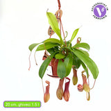 Kancsóka (Nepenthes alata) 'Monkey Jars' – egzotikus rovarevő trópusi szobanövény
