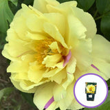 Bujor Hibrid Itoh Lemon Dream, cu flori galbene-lavandei