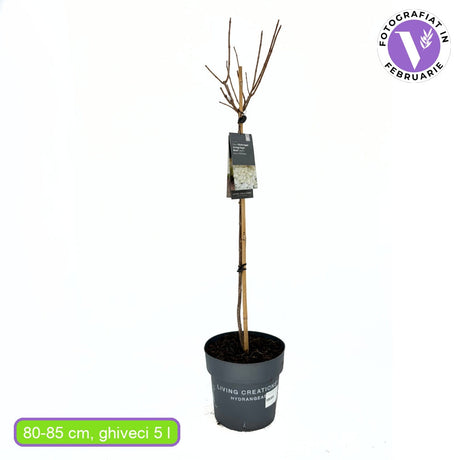 Living Creations törzses kerti hortenzia, nagy, rózsaszín-fehér gömb alakú virágokkal, színt vált, júniustól szeptemberig virágzik