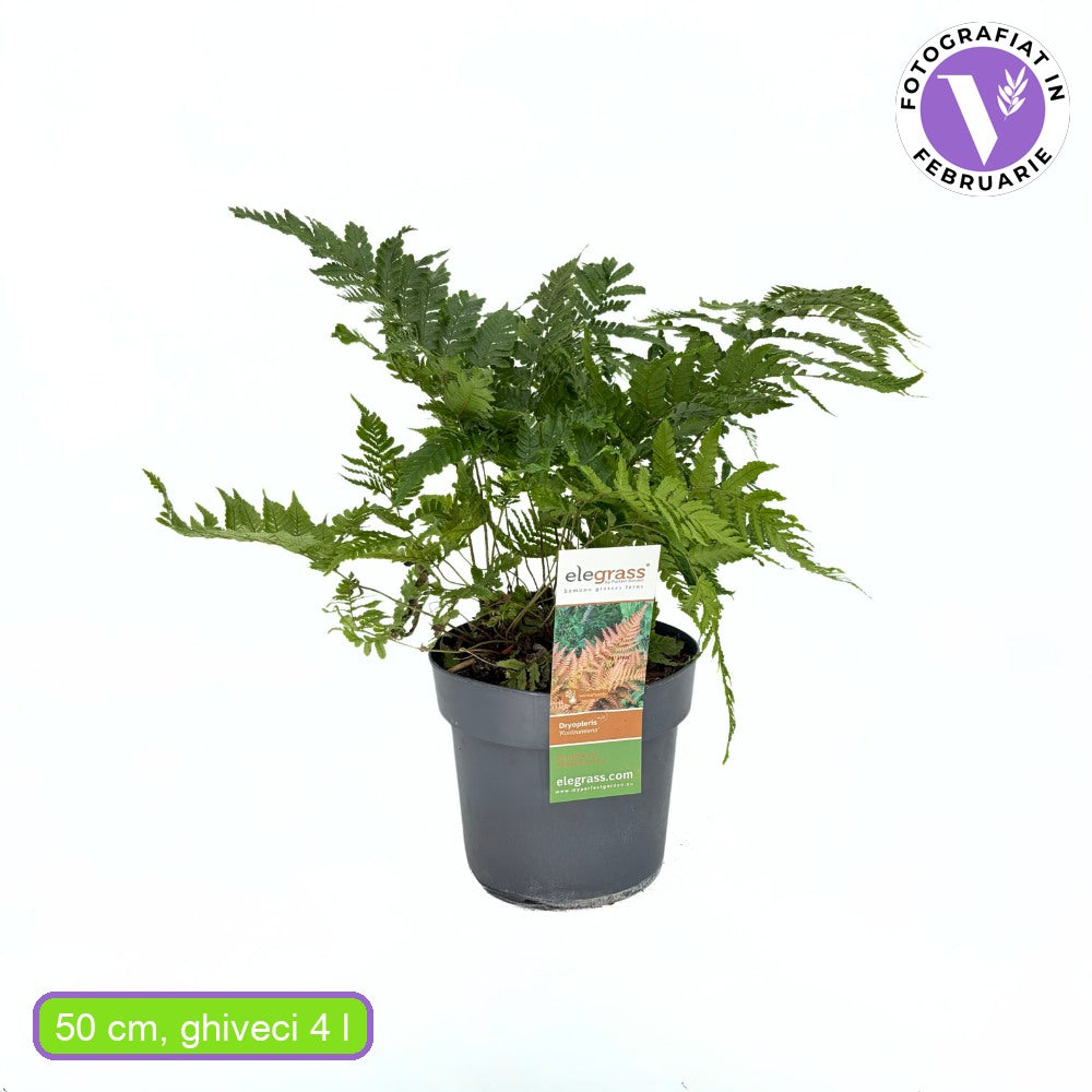 Vörös őszi páfrány (Dryopteris erythrosora Koidzumiana), rézvörös-zöld levelű, árnyékkedvelő évelő növény
